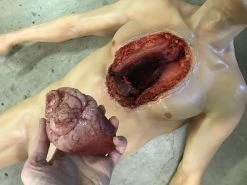 Dapper Cadaver Workshop Dura Open Heart Surgery Jack Body With Silicone Heart Autopsy & Medical