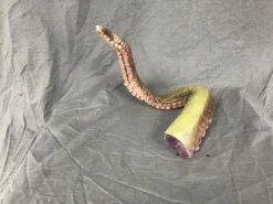 Dapper Cadaver Workshop Poseable Tentacle Prop Fantasy & Supernatural Props