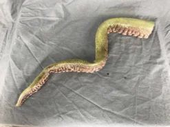 Dapper Cadaver Workshop Poseable Tentacle Prop Fantasy & Supernatural Props