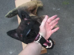 Rachael Lee Goodman Belgian Rigged Dog Prop Rental Animal Props