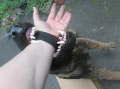 Rachael Lee Goodman Belgian Rigged Dog Prop Rental Animal Props