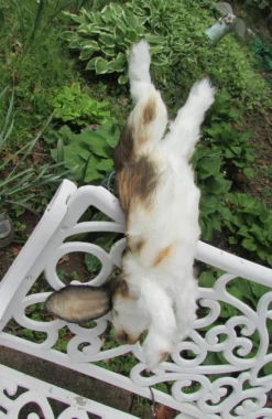 Rachael Lee Goodman Wild Animal Props Lop Eared Rabbit Prop - Special Order