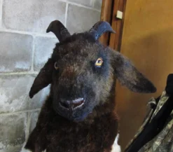 Rachael Lee Goodman Boer Goat Prop - Special Order
