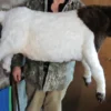 Rachael Lee Goodman Boer Goat Prop - Special Order