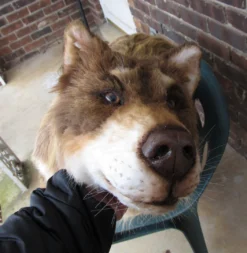 Rachael Lee Goodman Sled Dog Prop Dog & Cat Props