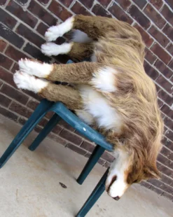 Rachael Lee Goodman Sled Dog Prop Dog & Cat Props