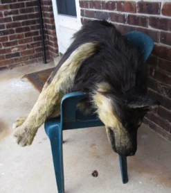 Rachael Lee Goodman Sled Dog Prop Dog & Cat Props