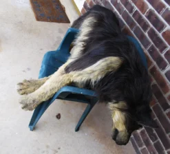 Rachael Lee Goodman Sled Dog Prop Dog & Cat Props