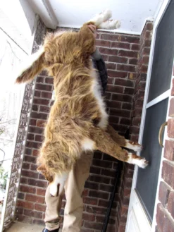 Rachael Lee Goodman Sled Dog Prop Dog & Cat Props