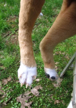 Rachael Lee Goodman Dog & Cat Props Portuguese Hound Prop