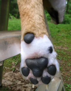 Rachael Lee Goodman Dog & Cat Props Portuguese Hound Prop