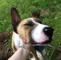 Rachael Lee Goodman Dog & Cat Props Portuguese Hound Prop