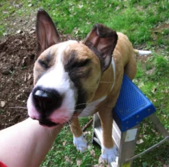 Rachael Lee Goodman Dog & Cat Props Portuguese Hound Prop