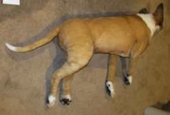 Rachael Lee Goodman Dog & Cat Props Portuguese Hound Prop