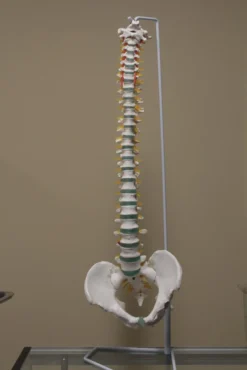 Skeletons And More Skeletons, Skulls & Bones Human Spine With Stand