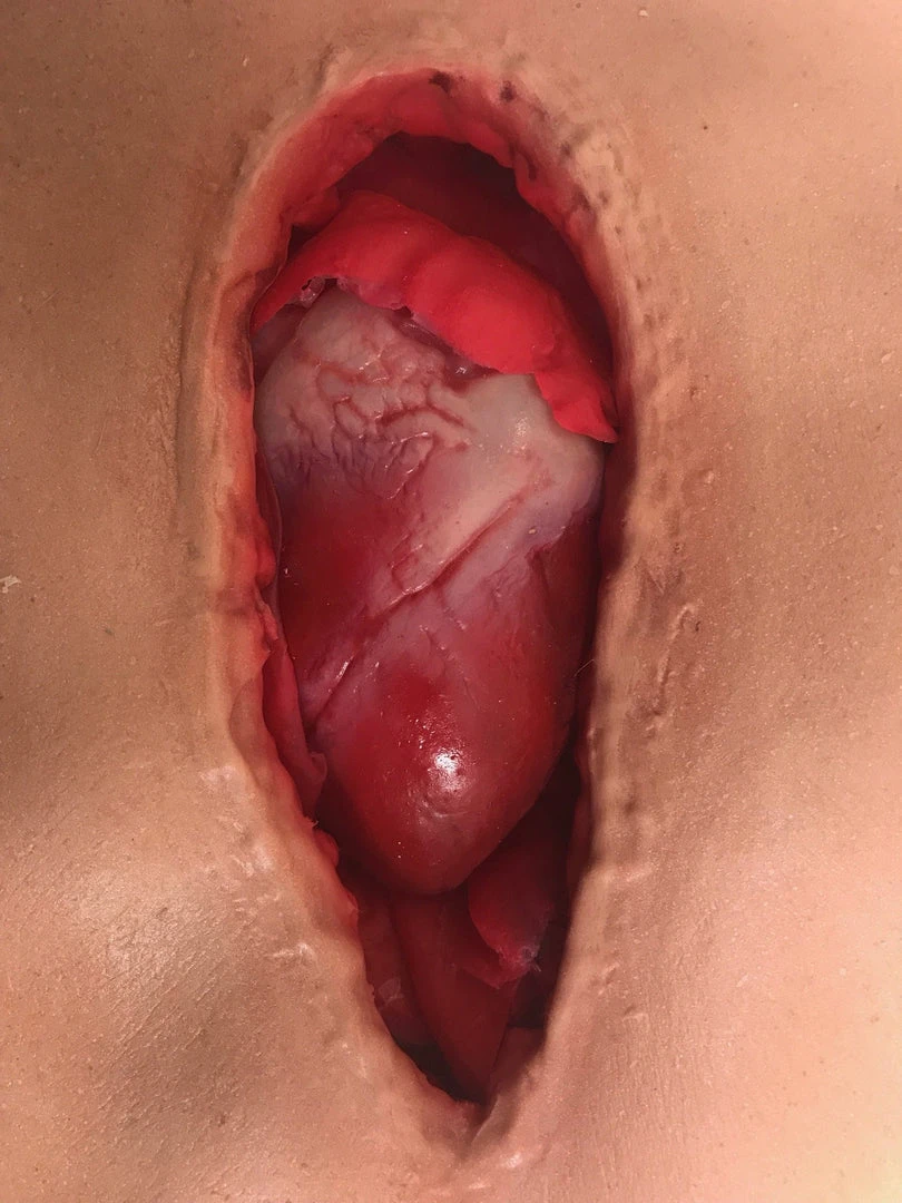 Dapper Cadaver Workshop Open Heart Surgery Joe Torso With Removable Silicone Heart 8 Dapper Cadaver Workshop Open Heart Surgery Joe Torso With Removable Silicone Heart