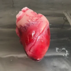 Dapper Cadaver Workshop Open Heart Surgery Joe Torso With Removable Silicone Heart 11 Dapper Cadaver Workshop Open Heart Surgery Joe Torso With Removable Silicone Heart