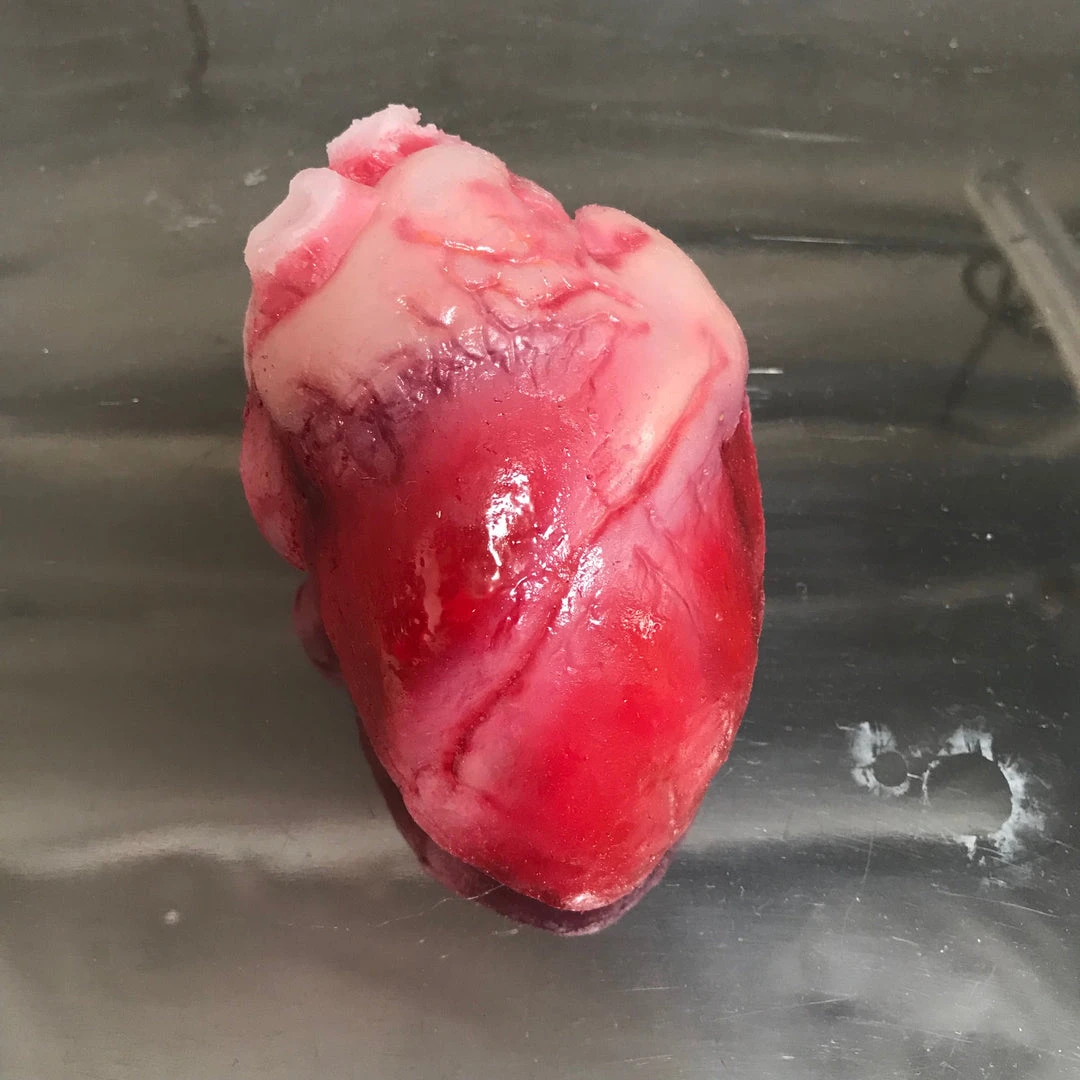 Dapper Cadaver Workshop Open Heart Surgery Joe Torso With Removable Silicone Heart 4 Dapper Cadaver Workshop Open Heart Surgery Joe Torso With Removable Silicone Heart