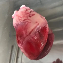 Dapper Cadaver Workshop Lifesize Heart, Silicone Rubber