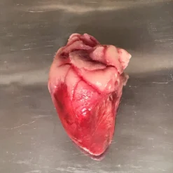 Dapper Cadaver Workshop Lifesize Heart, Silicone Rubber