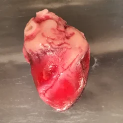 Dapper Cadaver Workshop Lifesize Heart, Silicone Rubber