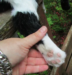 Rachael Lee Goodman Dog & Cat Props Cow Cat Prop - Special Order