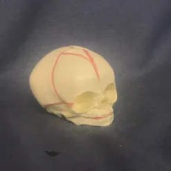 Skeletons And More Cast Fetal Skull