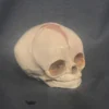 Skeletons And More Cast Fetal Skull