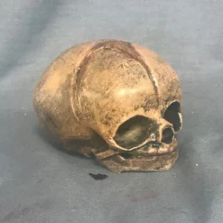 Skeletons And More Cast Fetal Skull