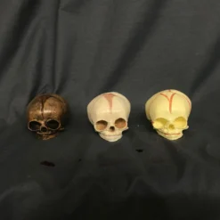 Skeletons And More Cast Fetal Skull