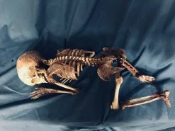 Dapper Cadaver Workshop Decayed & Mummy Skin And Bones Toddler Mummy