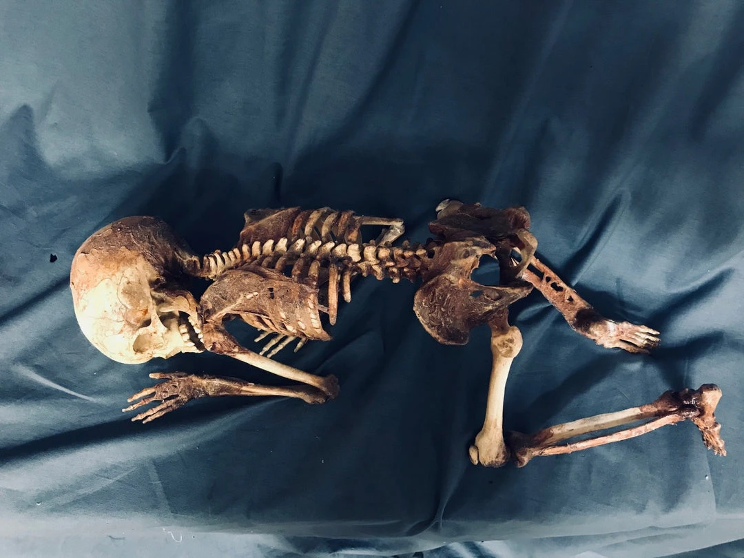 Dapper Cadaver Workshop Decayed & Mummy Skin And Bones Toddler Mummy 1 Dapper Cadaver Workshop Decayed & Mummy Skin And Bones Toddler Mummy