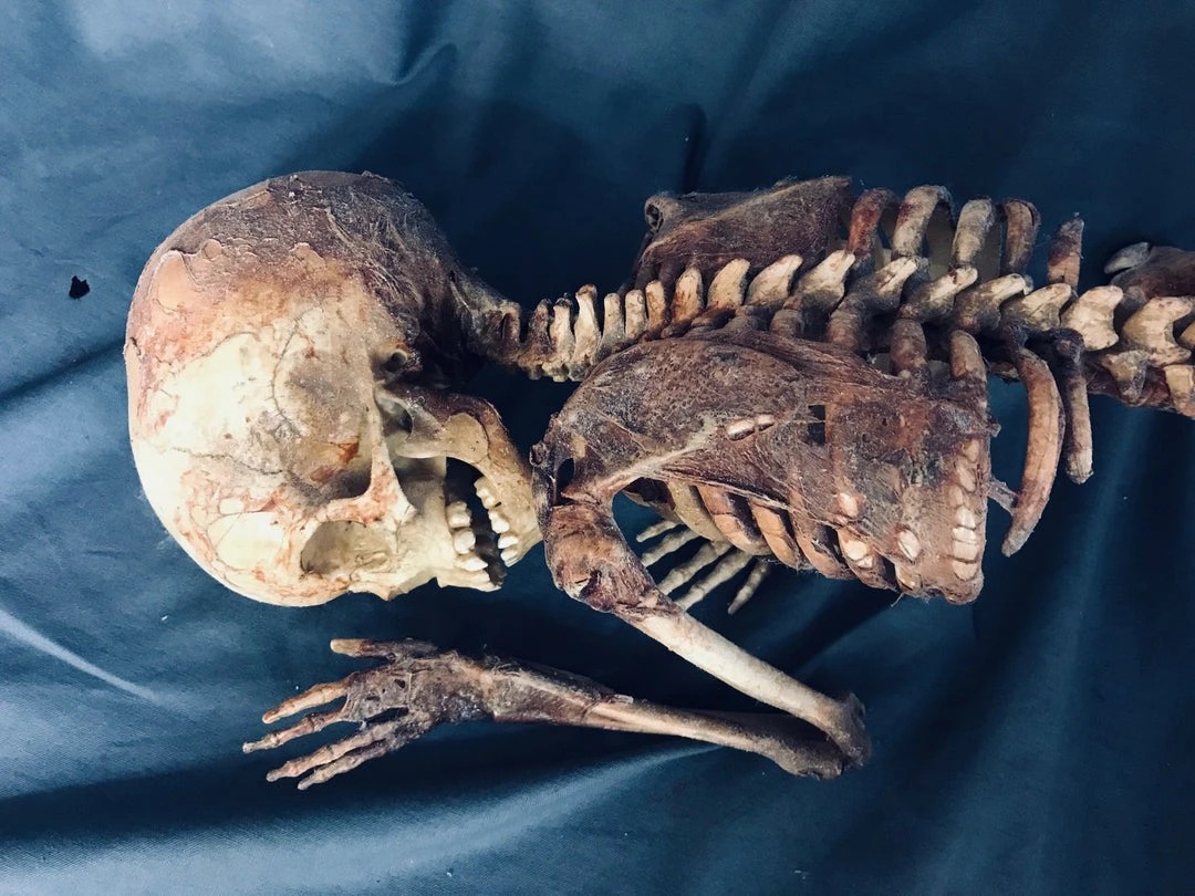 Dapper Cadaver Workshop Decayed & Mummy Skin And Bones Toddler Mummy 2 Dapper Cadaver Workshop Decayed & Mummy Skin And Bones Toddler Mummy