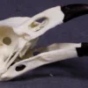 Valley Anatomical Preparations Inc. Animal Skulls & Skeletons Crow Skull