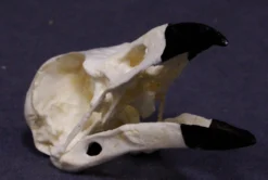 Valley Anatomical Preparations Inc. Animal Skulls & Skeletons Crow Skull