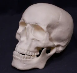 Skeletons And More Budget Harvey Skull