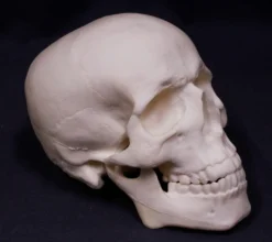 Skeletons And More Budget Harvey Skull