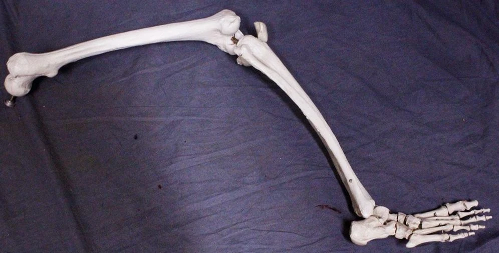 Skeletons And More Skeletons, Skulls & Bones Full Skeletal Leg 2 Skeletons And More Skeletons, Skulls & Bones Full Skeletal Leg