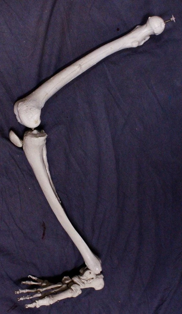 Skeletons And More Skeletons, Skulls & Bones Full Skeletal Leg 1 Skeletons And More Skeletons, Skulls & Bones Full Skeletal Leg