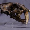 Valley Anatomical Preparations Inc. Sabertooth Cat Skull Rental