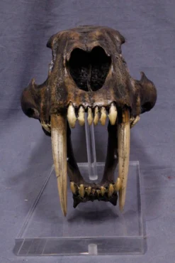 Valley Anatomical Preparations Inc. Sabertooth Cat Skull Rental