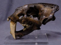 Valley Anatomical Preparations Inc. Sabertooth Cat Skull Rental
