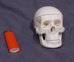 Skeletons And More Mini Skull Replica Skeletons, Skulls & Bones