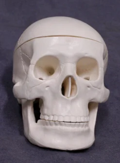 Skeletons And More Mini Skull Replica Skeletons, Skulls & Bones