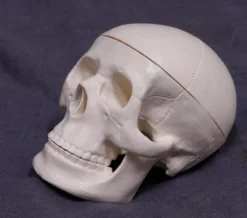 Skeletons And More Mini Skull Replica Skeletons, Skulls & Bones