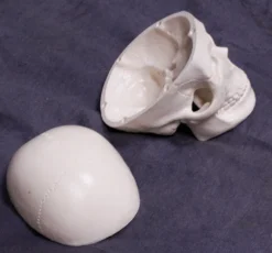 Skeletons And More Mini Skull Replica Skeletons, Skulls & Bones