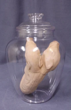 Dapper Cadaver Workshop Two Headed Fetal Pig Specimen Jar