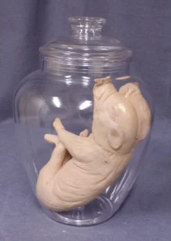 Dapper Cadaver Workshop Two Headed Fetal Pig Specimen Jar