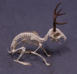 Mythic Articulations Jackalope Skeleton