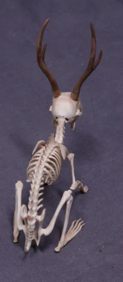 Mythic Articulations Jackalope Skeleton